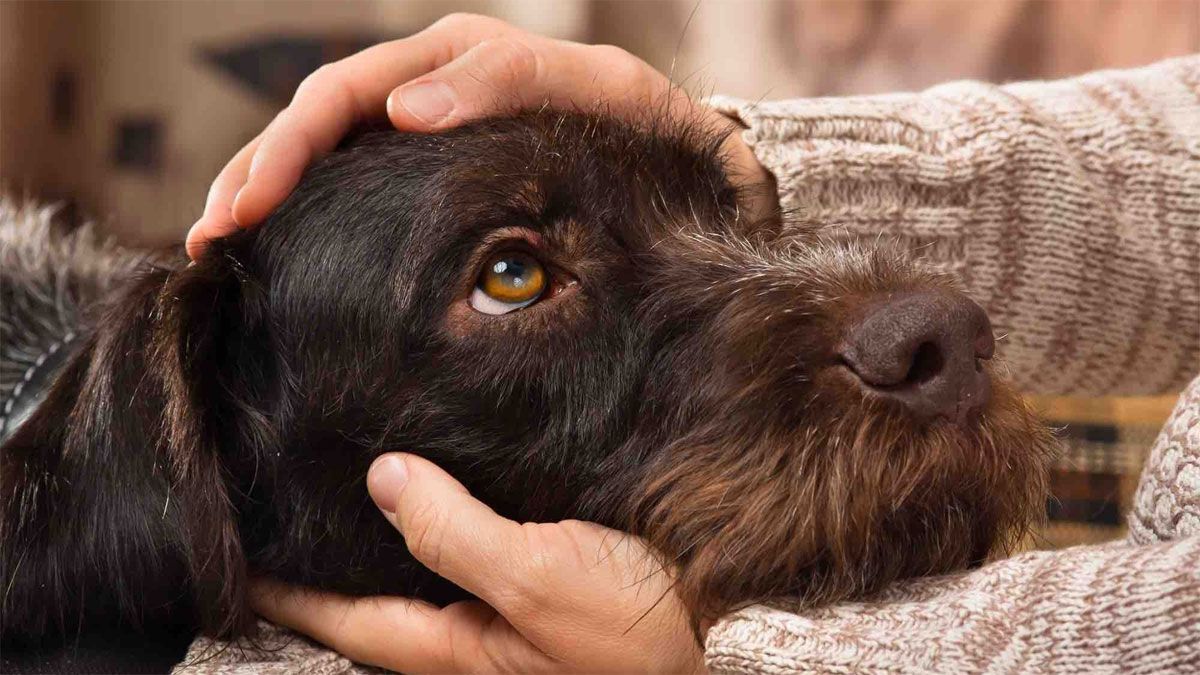 El perro la pasa muy mal cuando se arroja pirotecnia durante las fiestas.