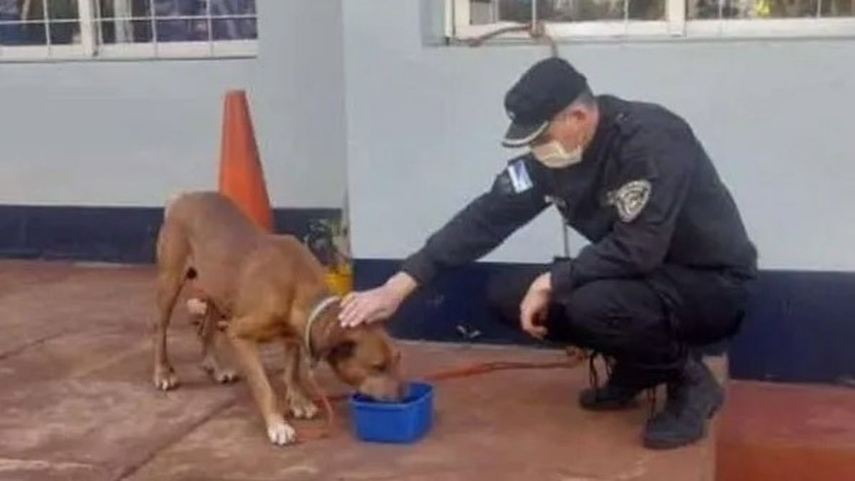 Maltrato animal. Un hombre arrastró varios kilómetros a un perro.