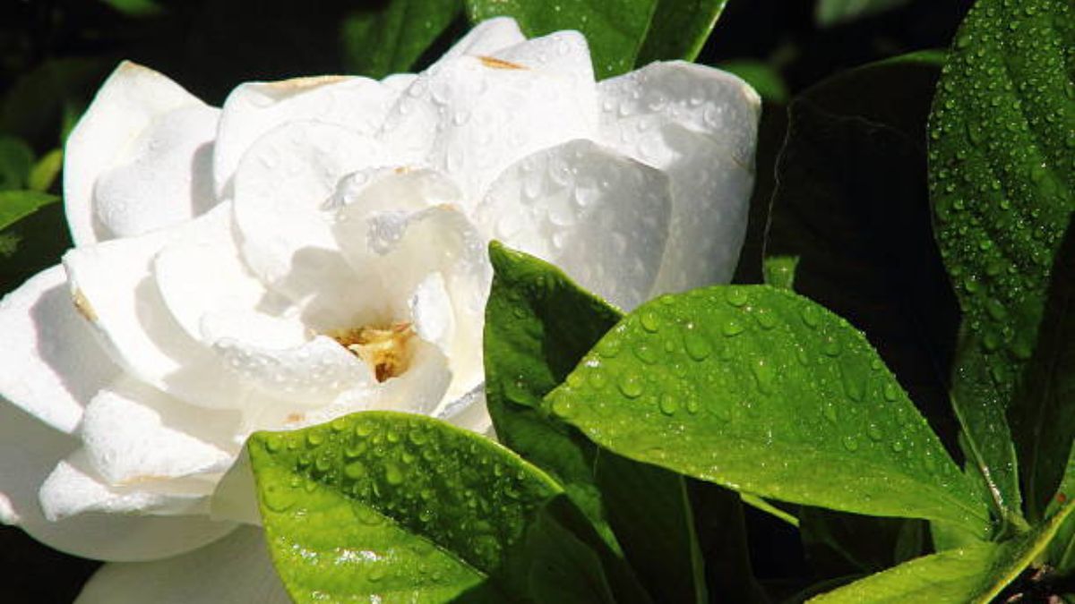 Así debes cuidar tu jazmín en agosto, según expertos en jardinería.