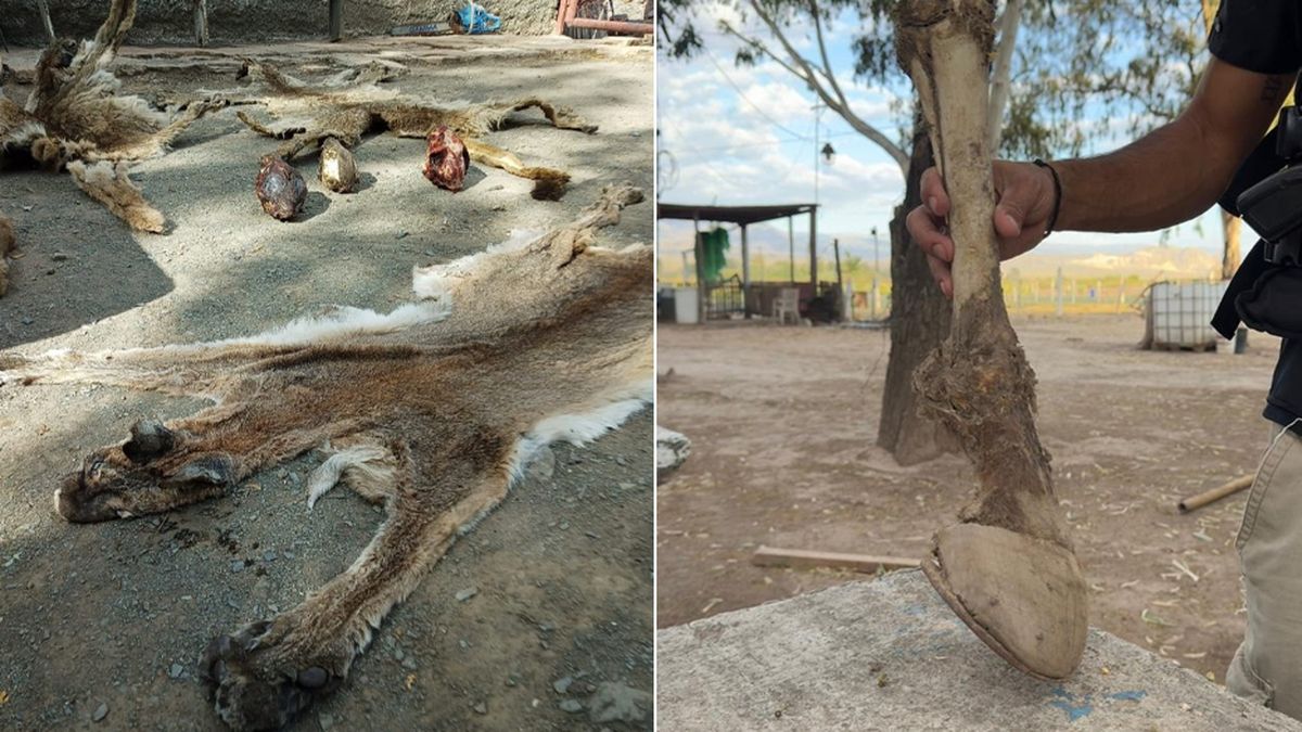 El objetivo de estos allanamientos es cortar con el circuito económico de quienes cometen estos delitos. El objetivo de estos allanamientos es cortar con el circuito económico de quienes cometen estos delitos.