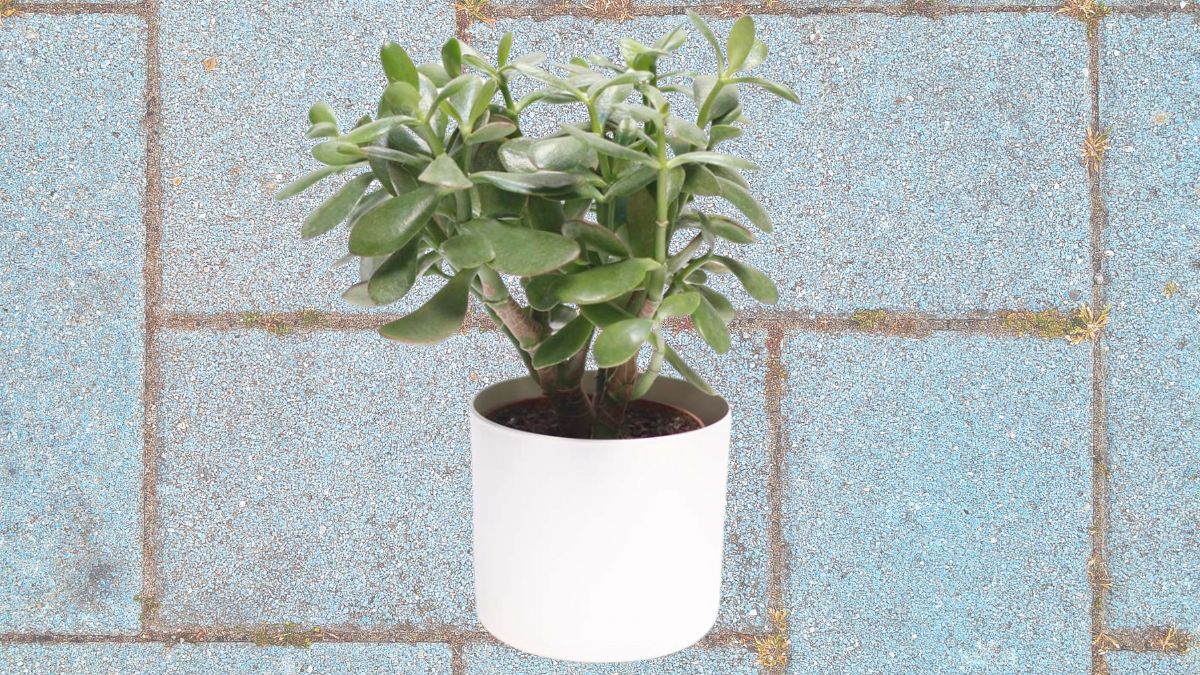 Árbol de Jade. Árbol de Jade. 