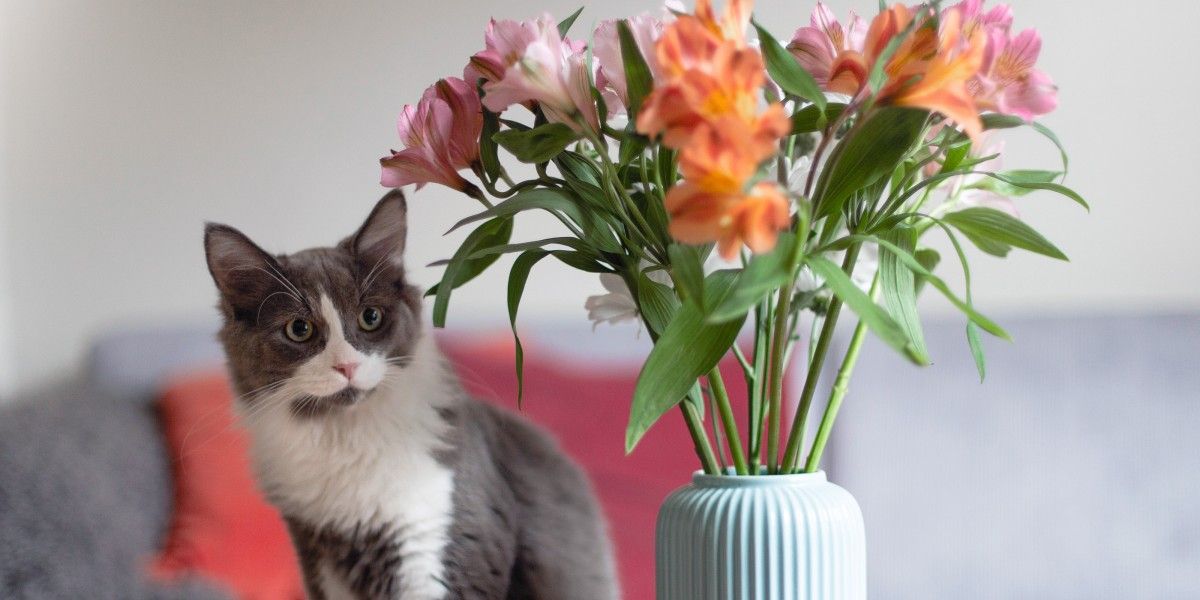 No tengas esta planta en casa: es altamente tóxica y puede dañar a tu gato No tengas esta planta en casa: es altamente tóxica y puede dañar a tu gato