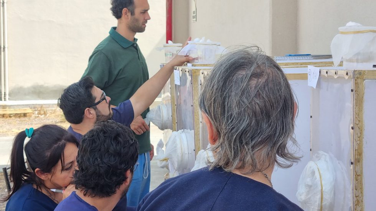 La esterilización de insectos es el eslabón clave para avanzar en su liberación en áreas testigo. Ahora, el objetivo es escalar la producción La esterilización de insectos es el eslabón clave para avanzar en su liberación en áreas testigo. Ahora, el objetivo es escalar la producción