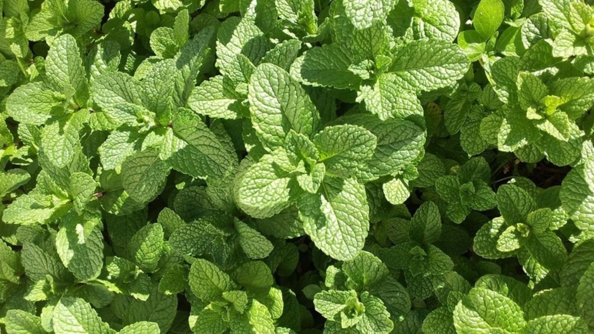 Trucos caseros. La menta es una de las mejores plantas para darle sabor al mate.