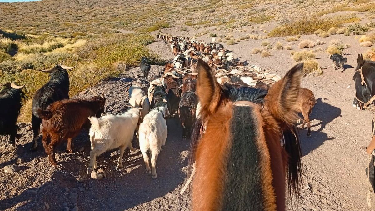 La tarea difícil y sacrificada de cuidar durante meses los animales de los puesteros de la zona de Malargüe. La tarea difícil y sacrificada de cuidar durante meses los animales de los puesteros de la zona de Malargüe.