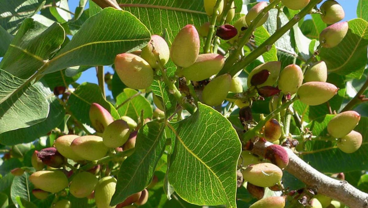 A través de este árbol, el pistacho se consolida día a día.&nbsp;