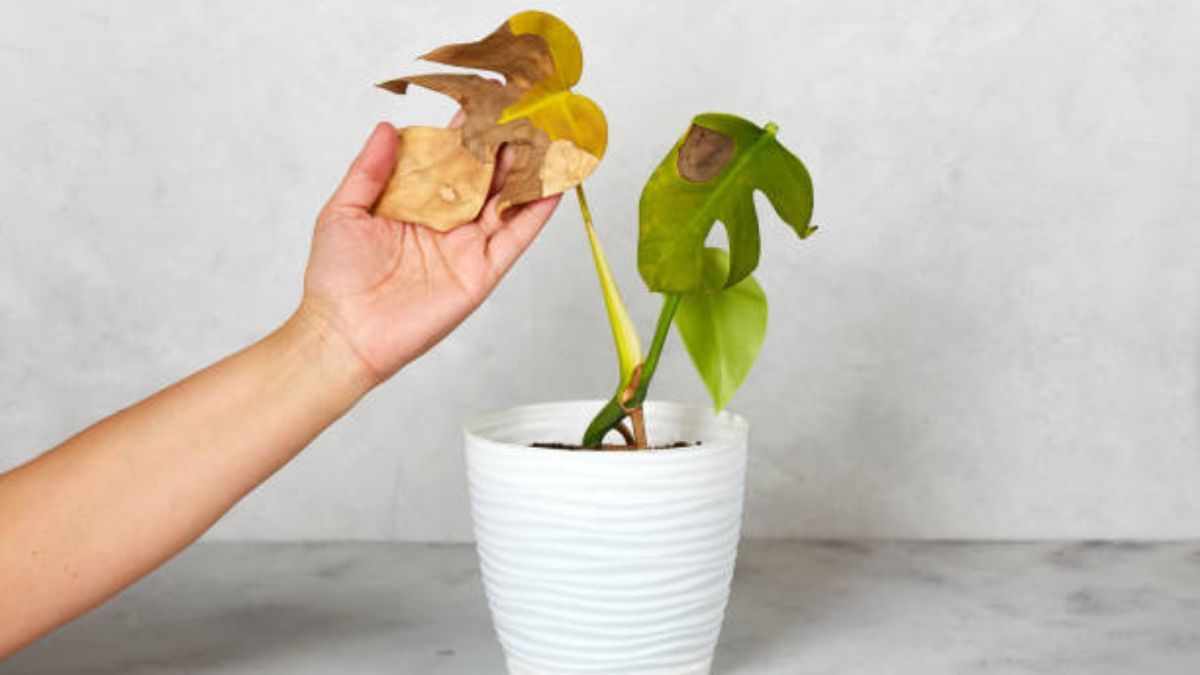 Identifica y combate el estrés en una planta.