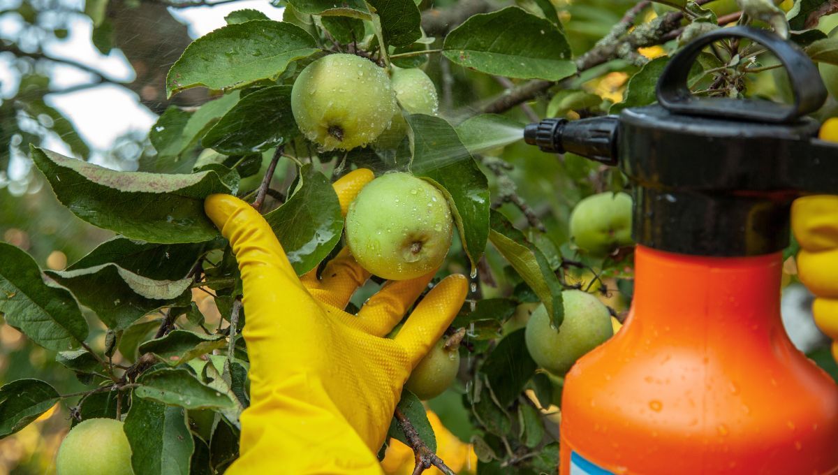 El fertilizante casero que es oro puro para árboles frutales y se hace con un ingrediente.