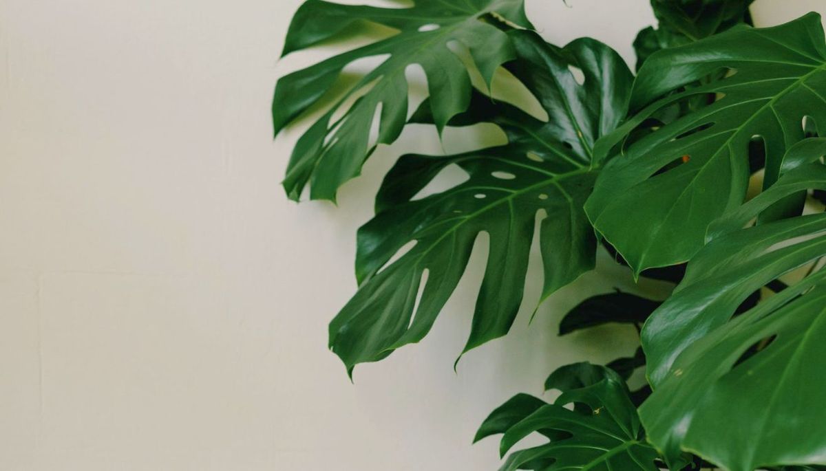¿Alguna vez viste esta planta? Imagen: Pexels.