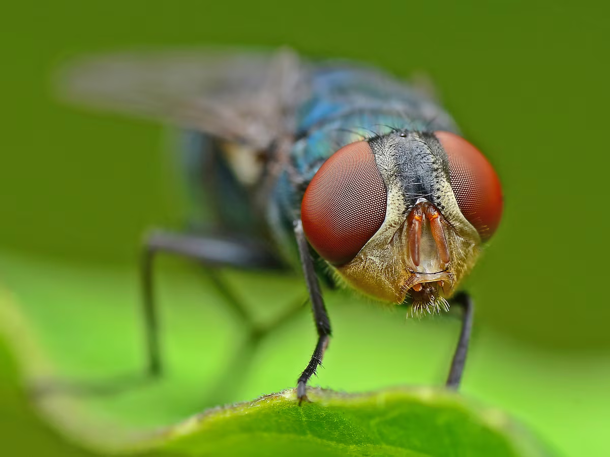 El truco casero y natural que eliminará definitivamente a las moscas de tu hogar El truco casero y natural que eliminará definitivamente a las moscas de tu hogar