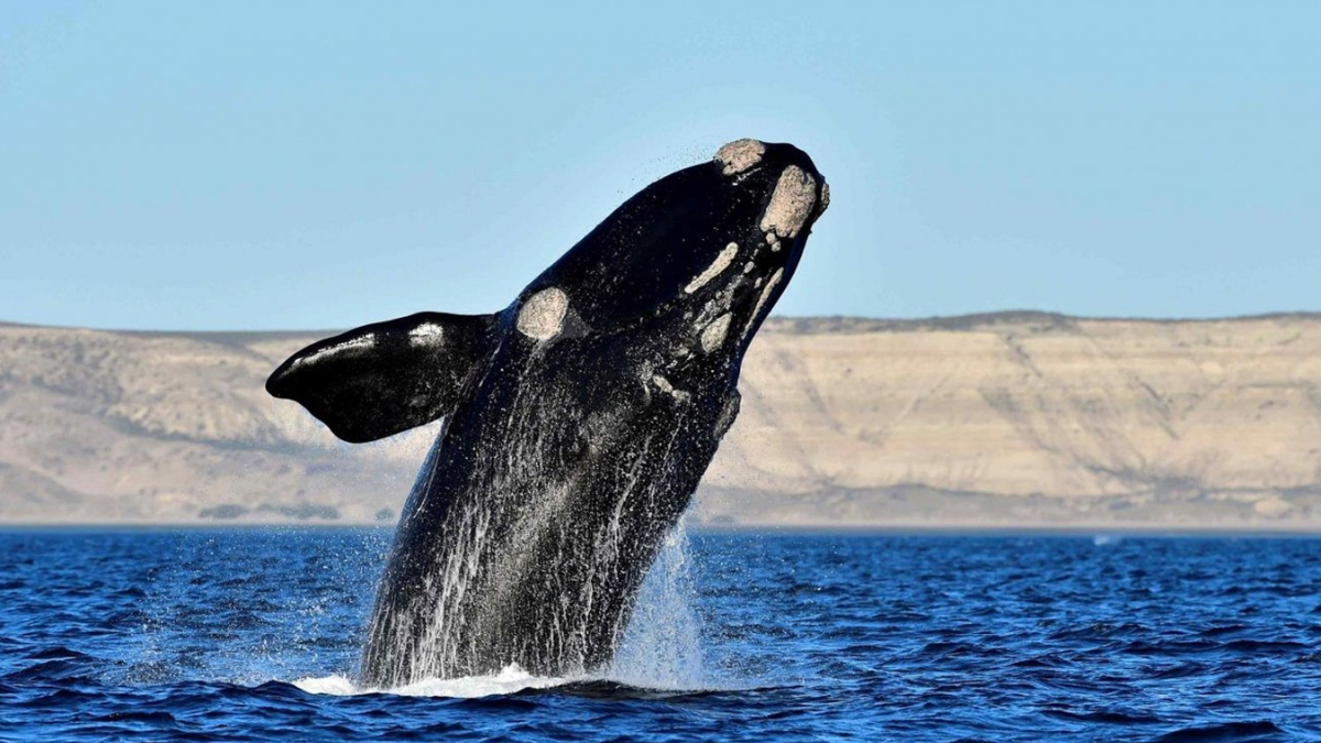 Tremenda imagen de la Península Valdés Tremenda imagen de la Península Valdés 