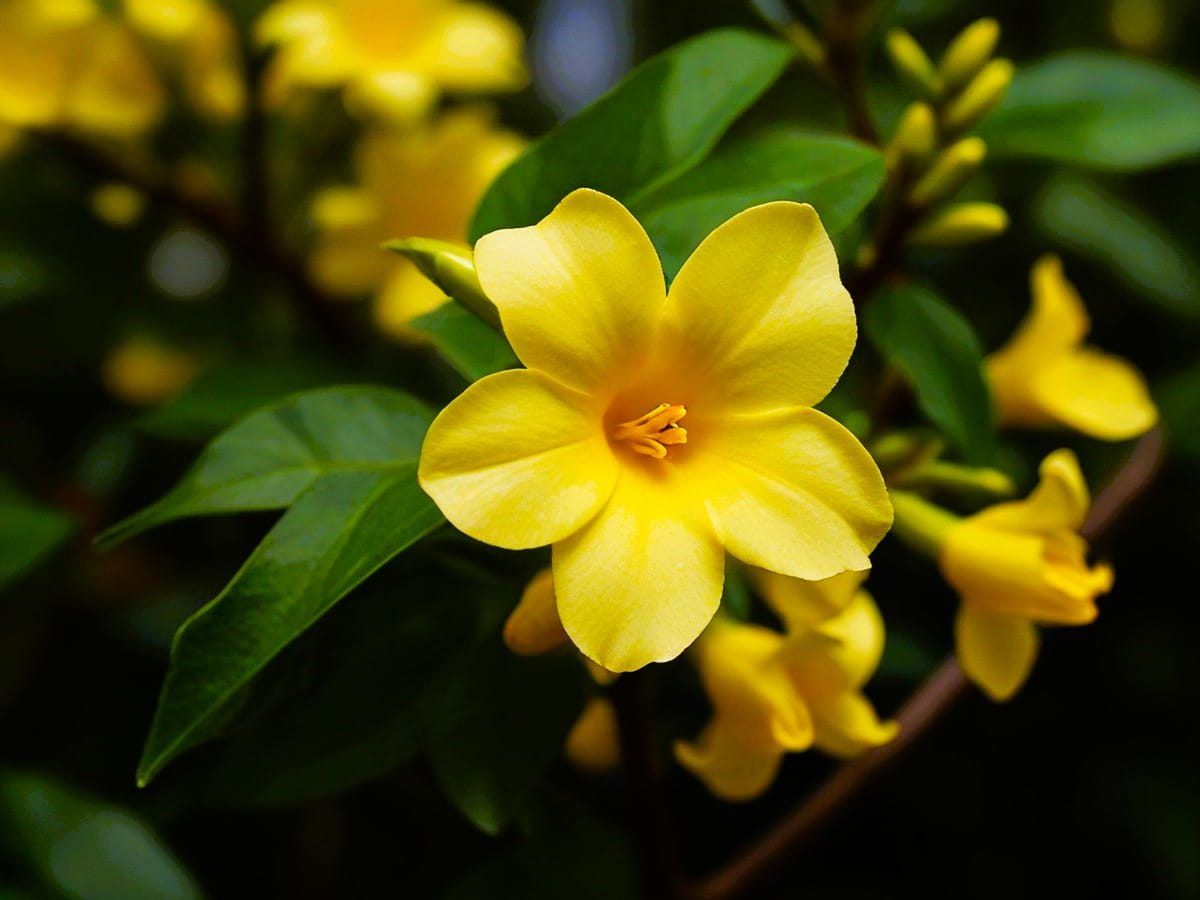 El jazmín de Carolina o Carolina Jessamine es una planta de fácil cuidado. Imagen: Freepik El jazmín de Carolina o Carolina Jessamine es una planta de fácil cuidado. Imagen: Freepik
