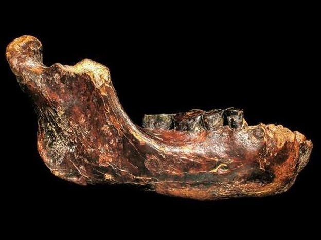 Descubren una mandíbula que podría pertenecer a una nueva especie humana