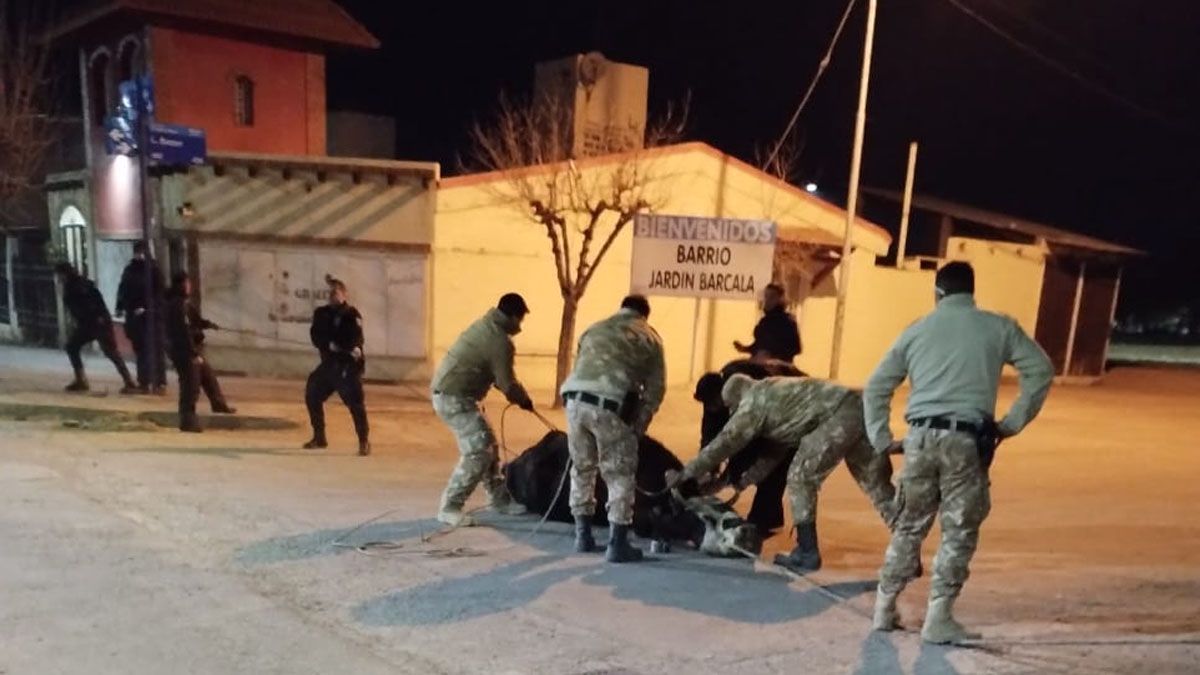 La Policía Rural estuvo casi tres días detrás de la vaca cachuda hasta que la atraparon en el límite del barrio Las Torcacitas y el Jardín Barcala