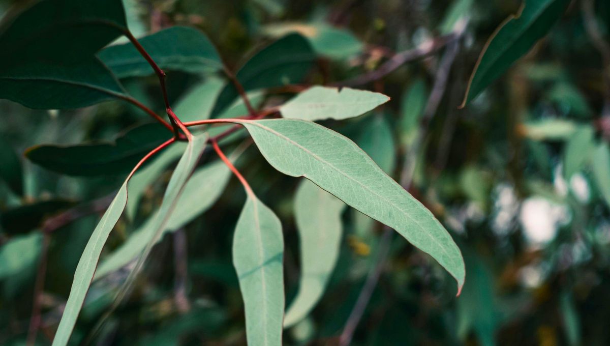 El eucalipto es una planta extremadamente vers&aacute;til y &uacute;til, con aplicaciones que van desde la medicina y la industria hasta el cuidado personal y la aromaterapia.