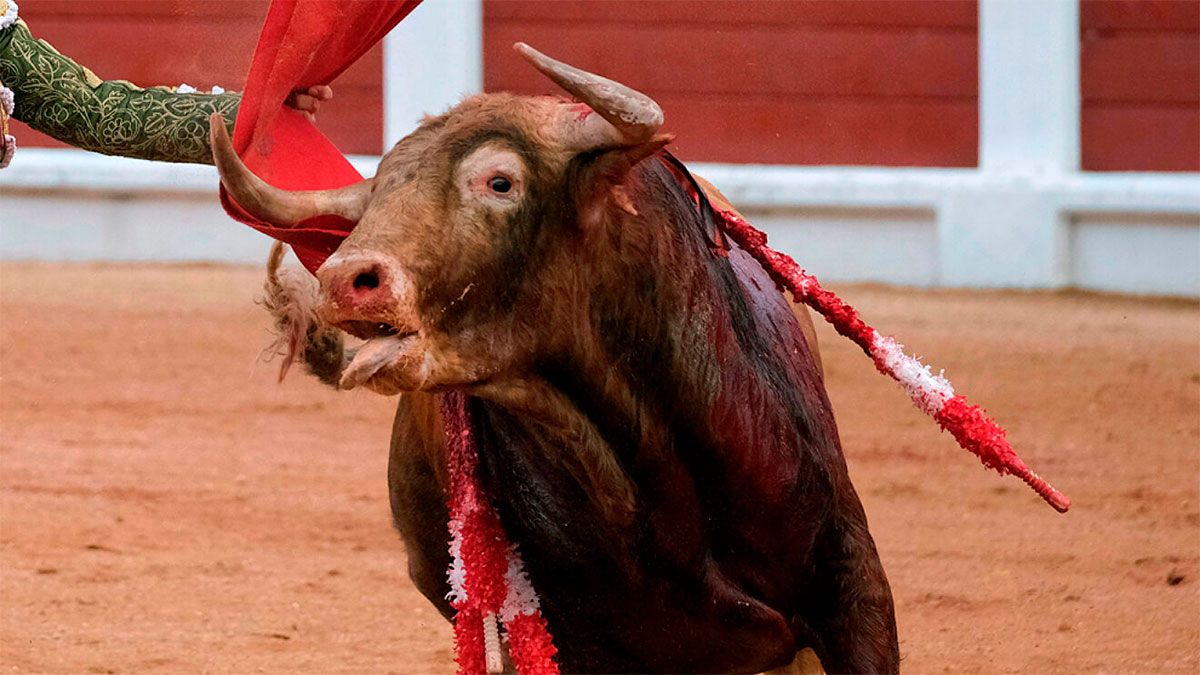 Gijón suspende las corridas de toros: para la alcaldesa cruzado la raya