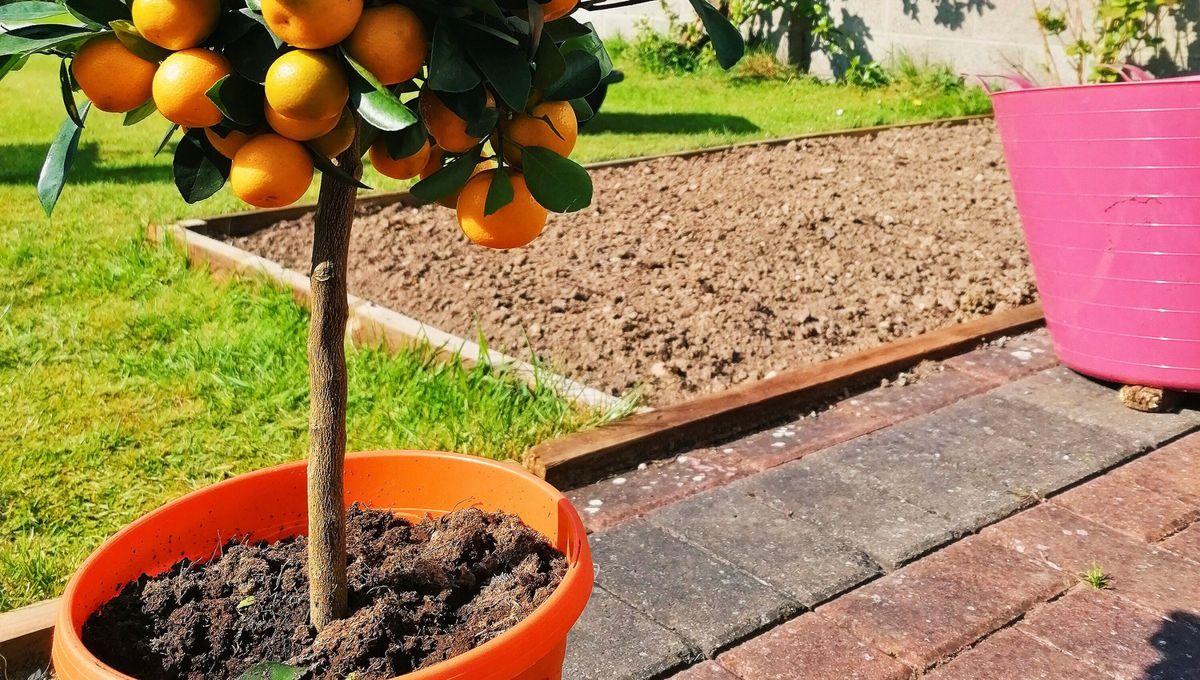 Árbol de naranjo: qué tipo de tierra se necesita para que dé naranjas grandes