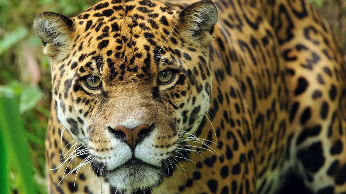 El jaguar es la única especie de grandes felinos que habita en América. (Foto: Anne Marie Clauss)