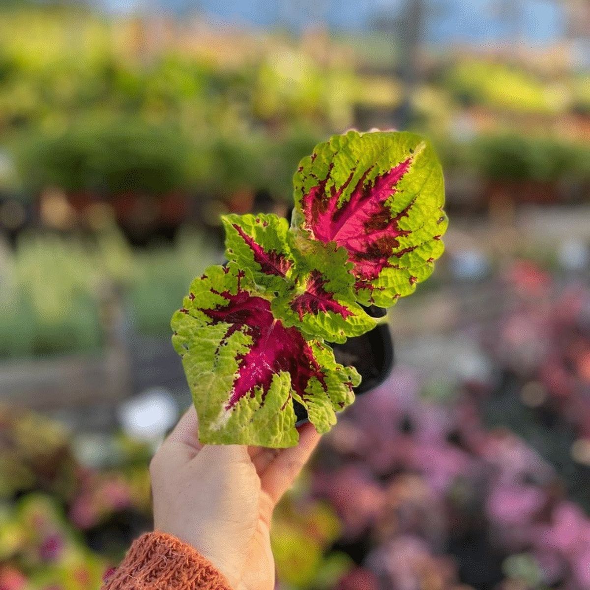 La cretona es una planta tropical originaria del sudeste asiático. La cretona es una planta tropical originaria del sudeste asiático.