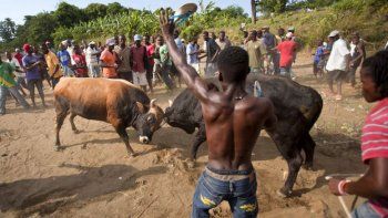 Las brutales peleas de toros