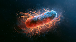 cientificos consiguen bacterias que pueden extender la vida casi un 50 por ciento, pero en gusanos