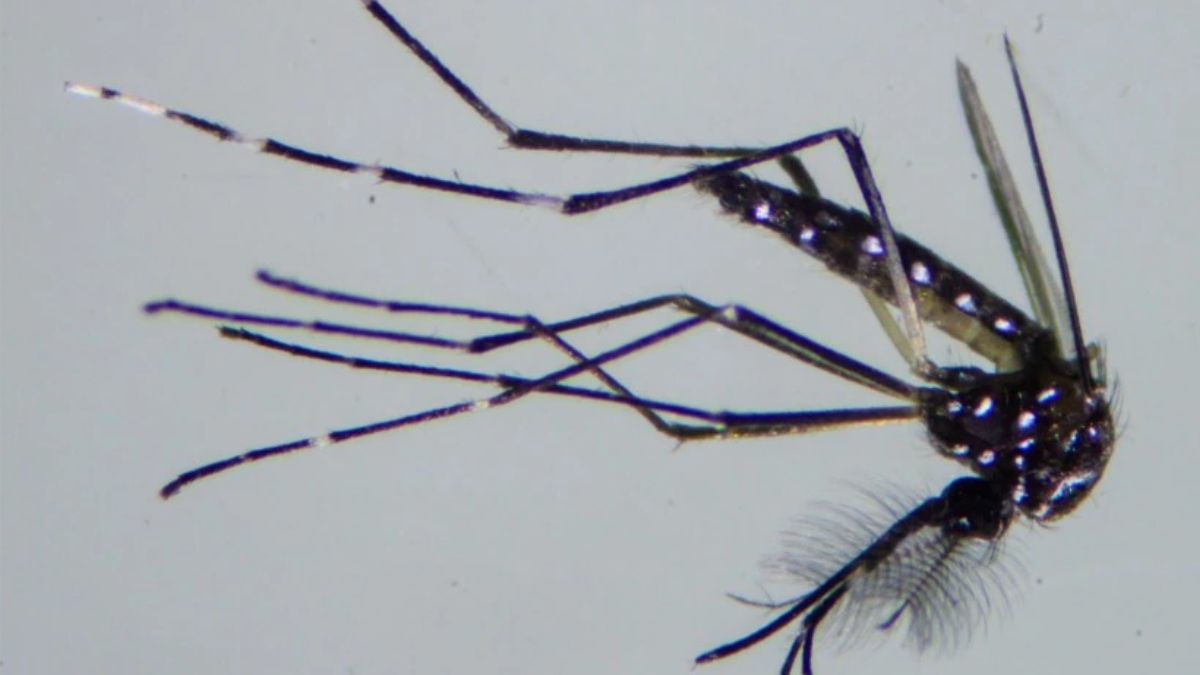 Este es el mosquito Aedes aegypti, uno de los transmisores del dengue. Es el principal diseminador de la epidemia en América Latina. (Foto: Flávio Cavalho/ WMP Brasil Fiocruz) Este es el mosquito Aedes aegypti, uno de los transmisores del dengue. Es el principal diseminador de la epidemia en América Latina. (Foto: Flávio Cavalho/ WMP Brasil Fiocruz)