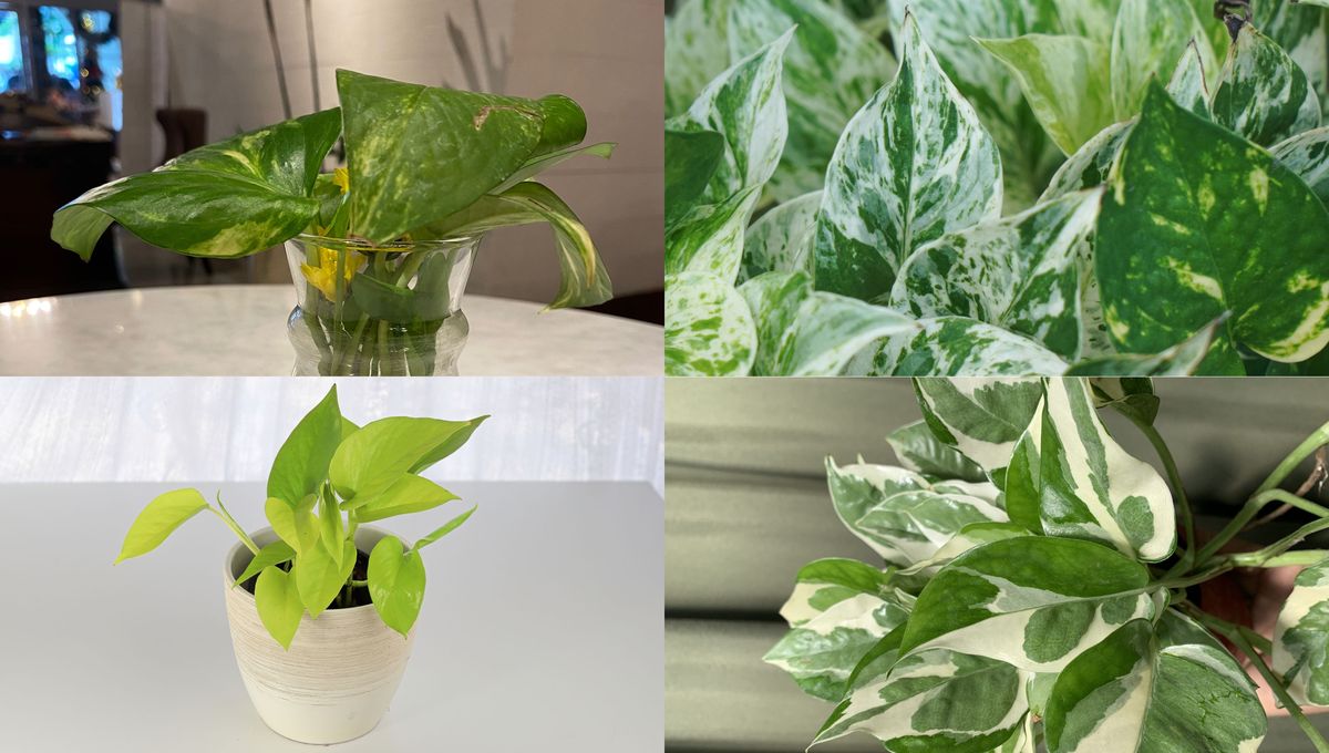 Cada planta de potus puede ser perfecta para un espacio diferente de la casa. Cada planta de potus puede ser perfecta para un espacio diferente de la casa. 