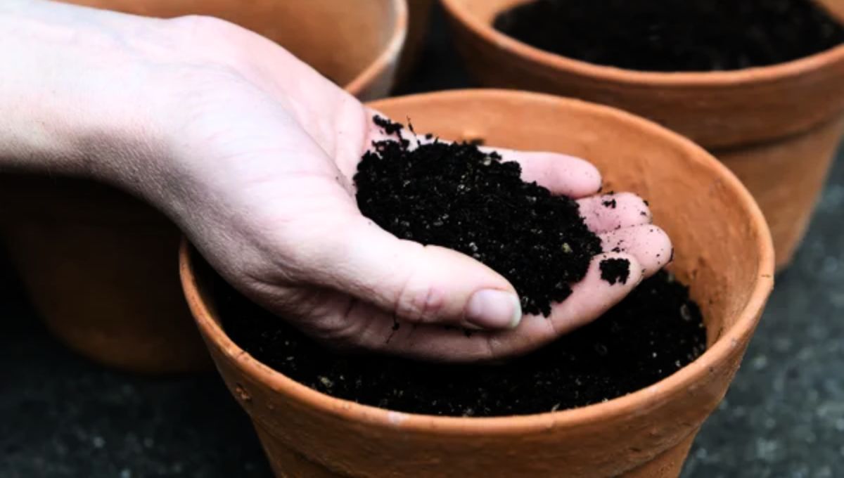 La Tierra de las macetas de tus plantas debe estar siempre blanda