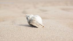 El caracol marino tiene diversos significados en el Feng Shui