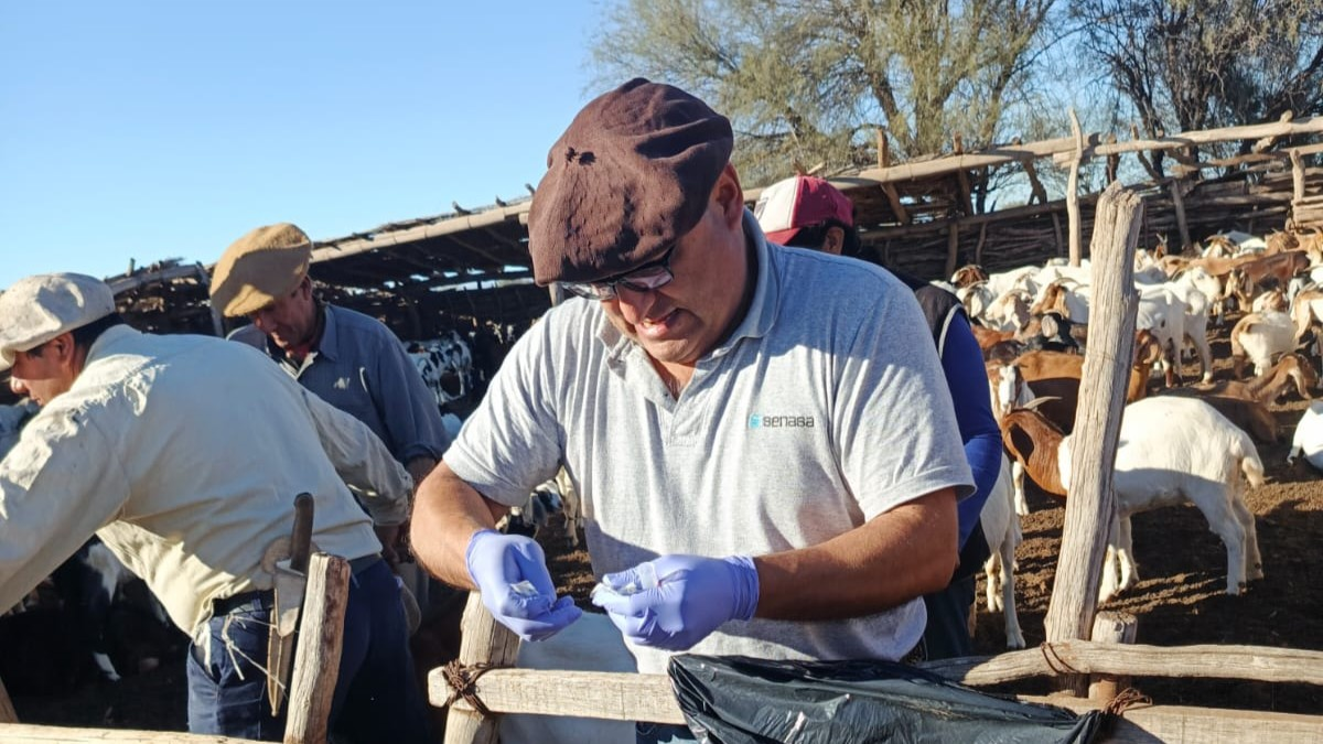 La brucelosis es una enfermedad que puede contagiar a humanos mediante el consumo de leche de cabra y derivados. Por eso, Senasa recomienda la pasteurización. La brucelosis es una enfermedad que puede contagiar a humanos mediante el consumo de leche de cabra y derivados. Por eso, Senasa recomienda la pasteurización.