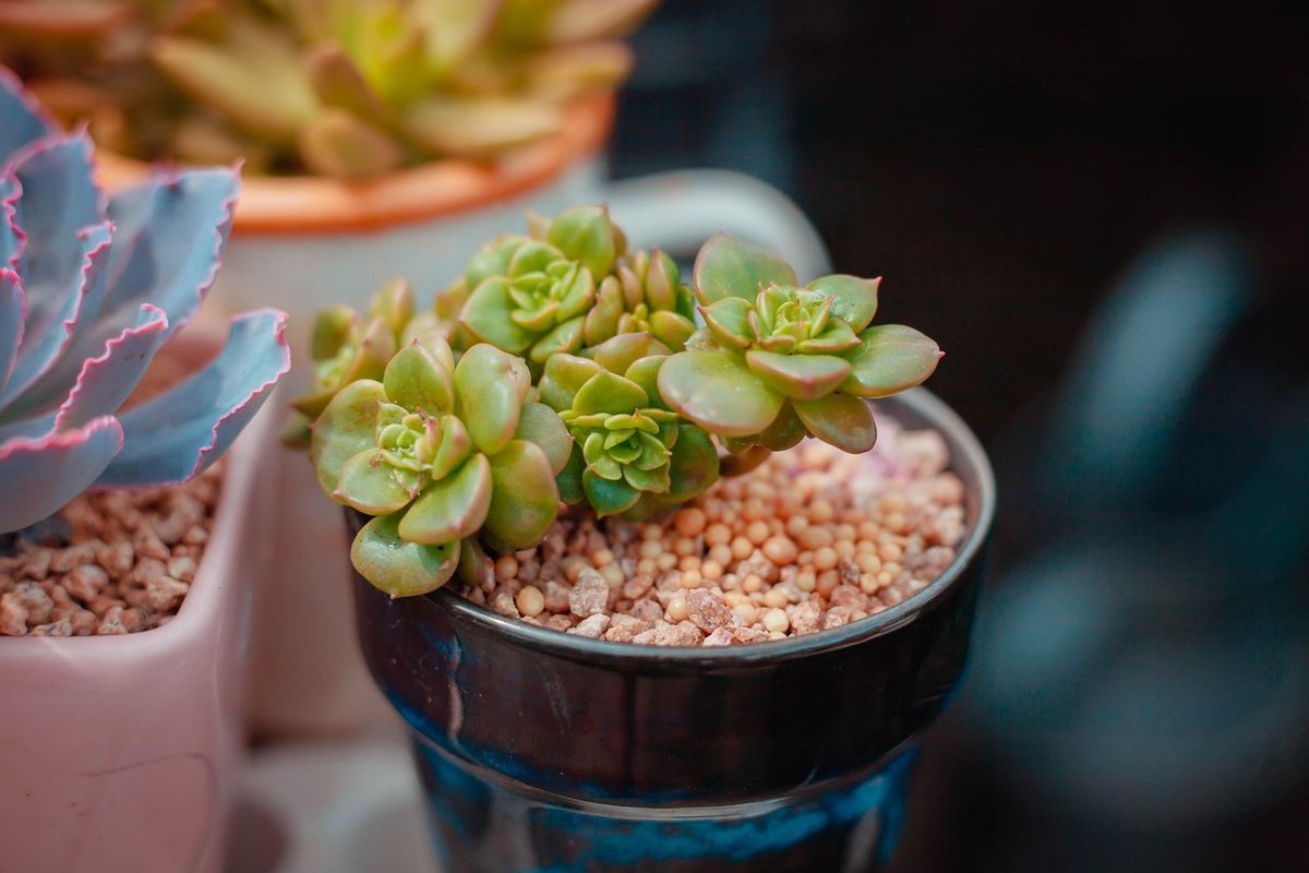 ¿Por qué los jardineros colocan piedras pequeñas sobre la tierra de las macetas?&nbsp; Imagen: Pexels.