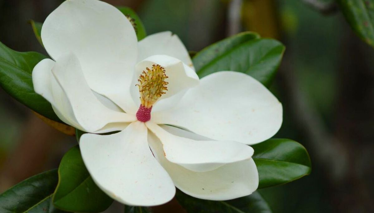 Las flores de este árbol desprenden un aroma fresco y dulce. Imagen: Freepik