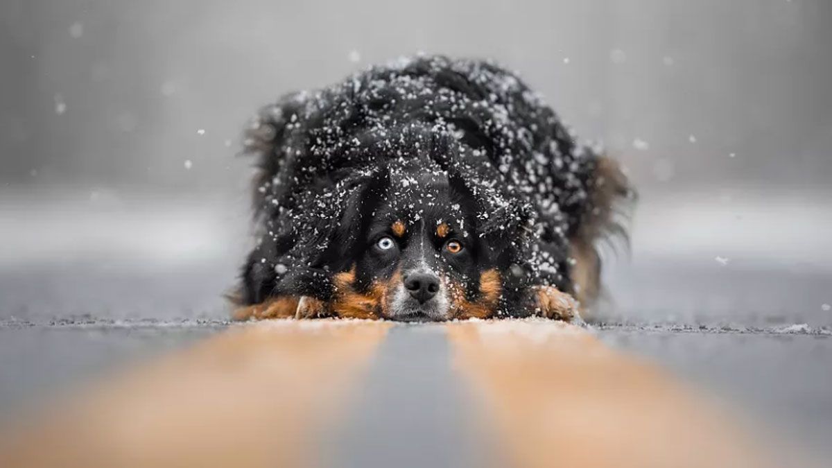 Los Dog Photography Awards﻿ premiaron a las mejores imágenes de perros.