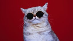 Día Internacional del Gato: cuáles son los mejores apodos para tu felino, según la RAE