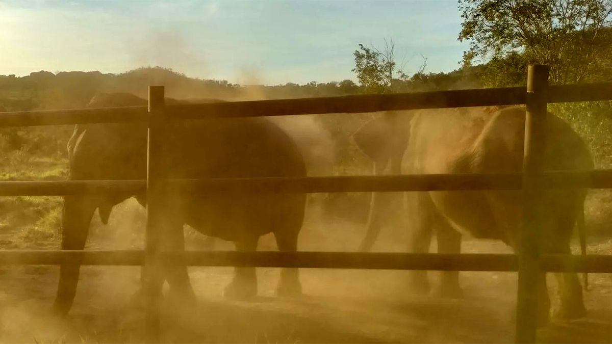 Las elefantas Pocha y Guillermina se han adaptado a su vida en Brasil. 