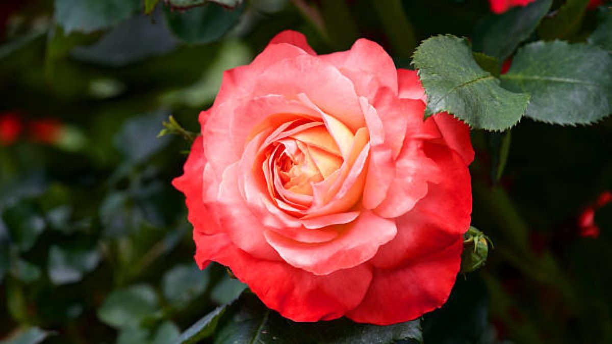 Dale vida a las plantas del jardín con este abono casero.