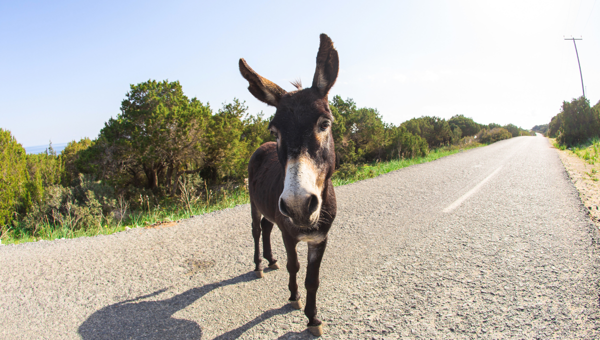 La increíble aventura de un burro que había desaparecido hace 5 años