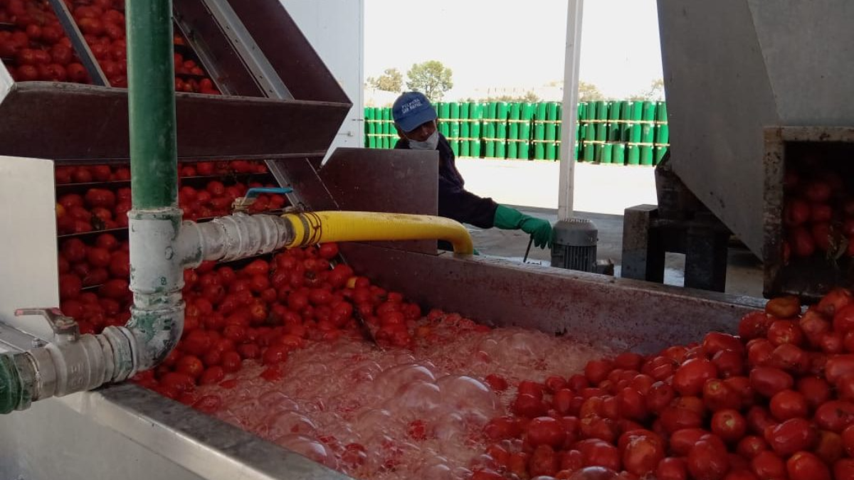 Detrás del tomate para procesar hay una pelea entre productores y fábricas por precios y condiciones Detrás del tomate para procesar hay una pelea entre productores y fábricas por precios y condiciones