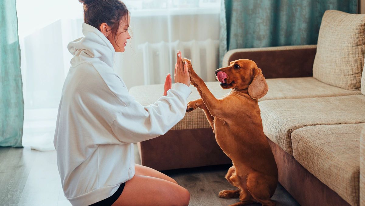 Los perros requieren una gran cantidad de tiempo, energía y recursos, y se trata de un compromiso a largo plazo que suele durar entre 10 y 15 años. Antes de asumir la responsabilidad de tener un perro, es crucial reflexionar sobre cómo el perro se adaptará a tu vida Los perros requieren una gran cantidad de tiempo, energía y recursos, y se trata de un compromiso a largo plazo que suele durar entre 10 y 15 años. Antes de asumir la responsabilidad de tener un perro, es crucial reflexionar sobre cómo el perro se adaptará a tu vida