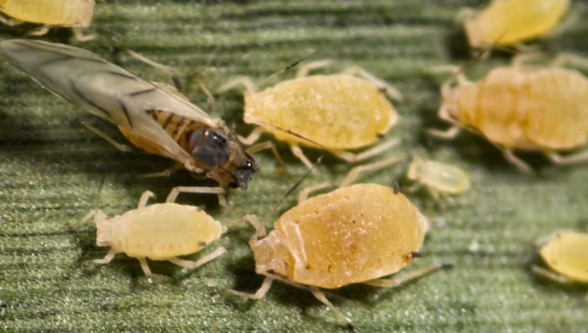 Pulgón amarillo. Pulgón amarillo. 