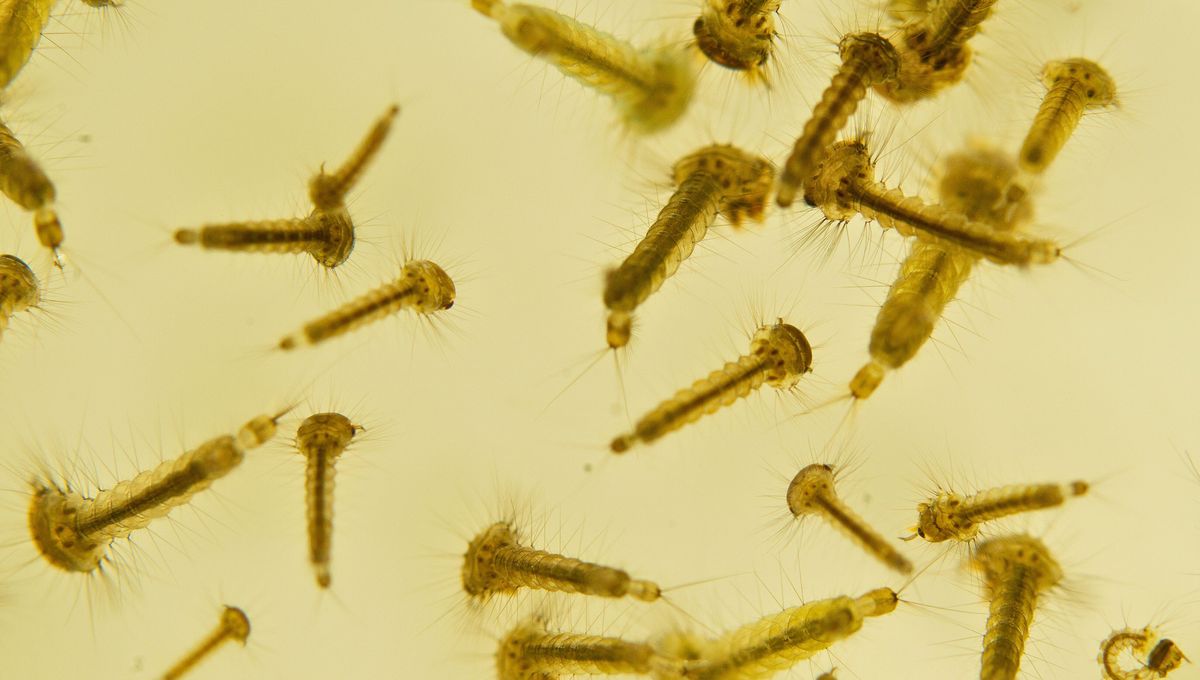 Una hembra mosquito puede poner entre 100 y 1000 huevos durante toda su vida. Una hembra mosquito puede poner entre 100 y 1000 huevos durante toda su vida. 