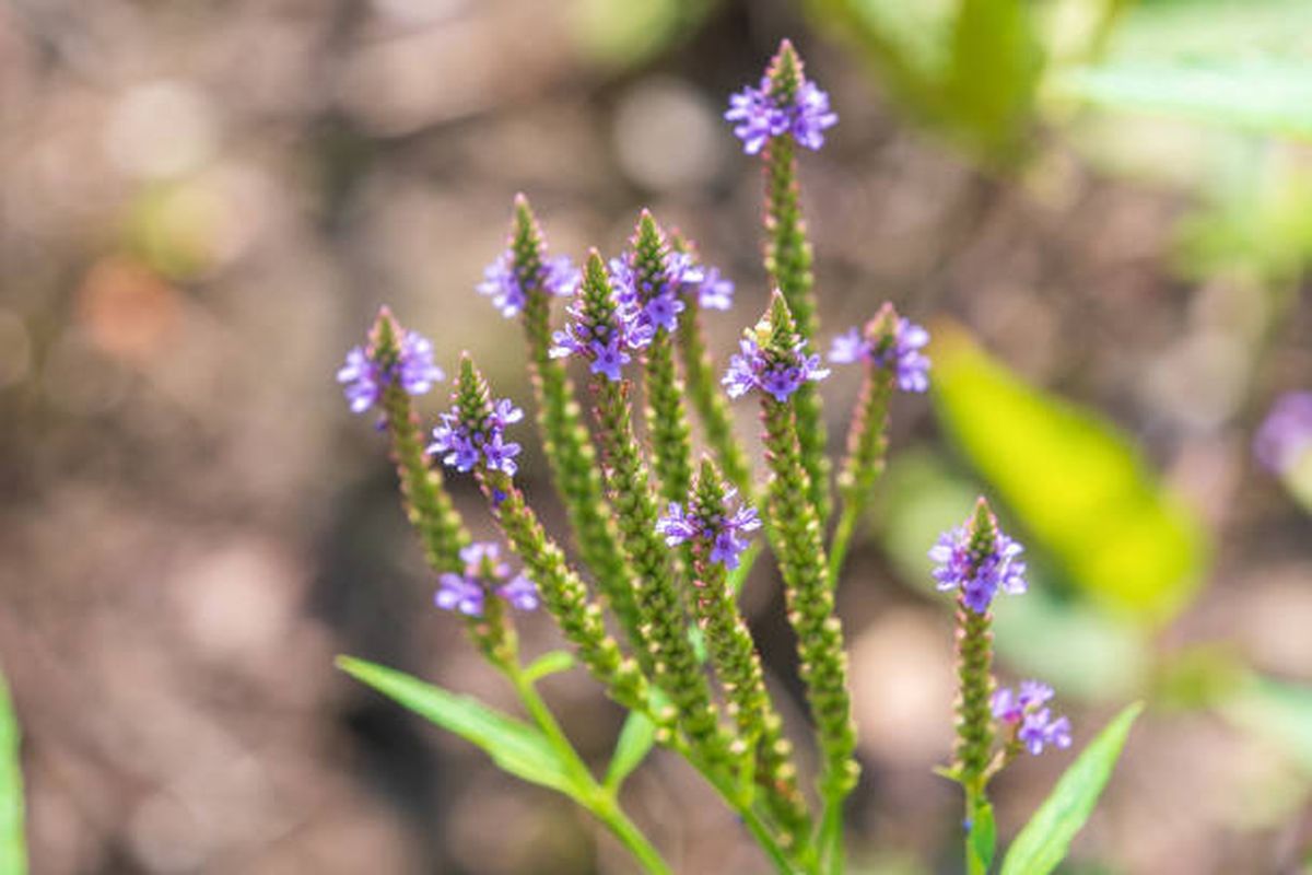 La verbena es la planta que desplaza a la lavanda. La verbena es la planta que desplaza a la lavanda.