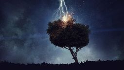 El descubrimiento de un árbol Zeus deja atónita a la comunidad científica