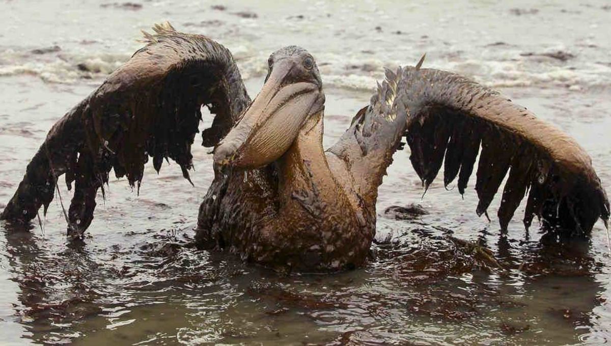 El mayor derrame de petróleo fue consumido por bacterias milagrosas del océano