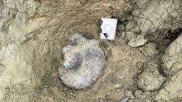 Hallaron restos de un animal gigante y estiman que se trata de un perezoso