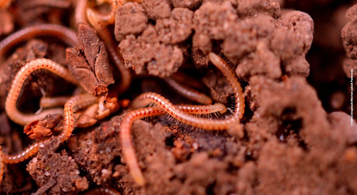 El descubrimiento del único animal que sobrevivió a una de las mayores catástrofes humanas El descubrimiento del único animal que sobrevivió a una de las mayores catástrofes humanas