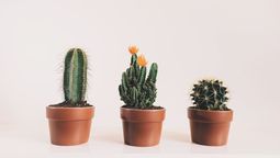 Cactus, el truco para reproducirlos con esquejes