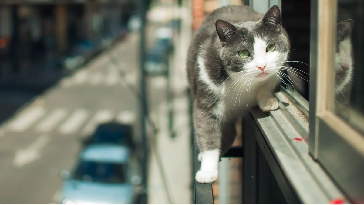 Que no se escape el gato. Alquilar con mascotas es un desafío pero también una responsabilidad.