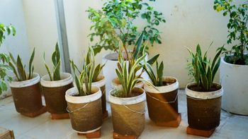 Cuál es el mejor lugar de casa para tener una sansevieria o lengua de suegra en maceta y atraer buena suerte Cuál es el mejor lugar de casa para tener una sansevieria o lengua de suegra en maceta y atraer buena suerte