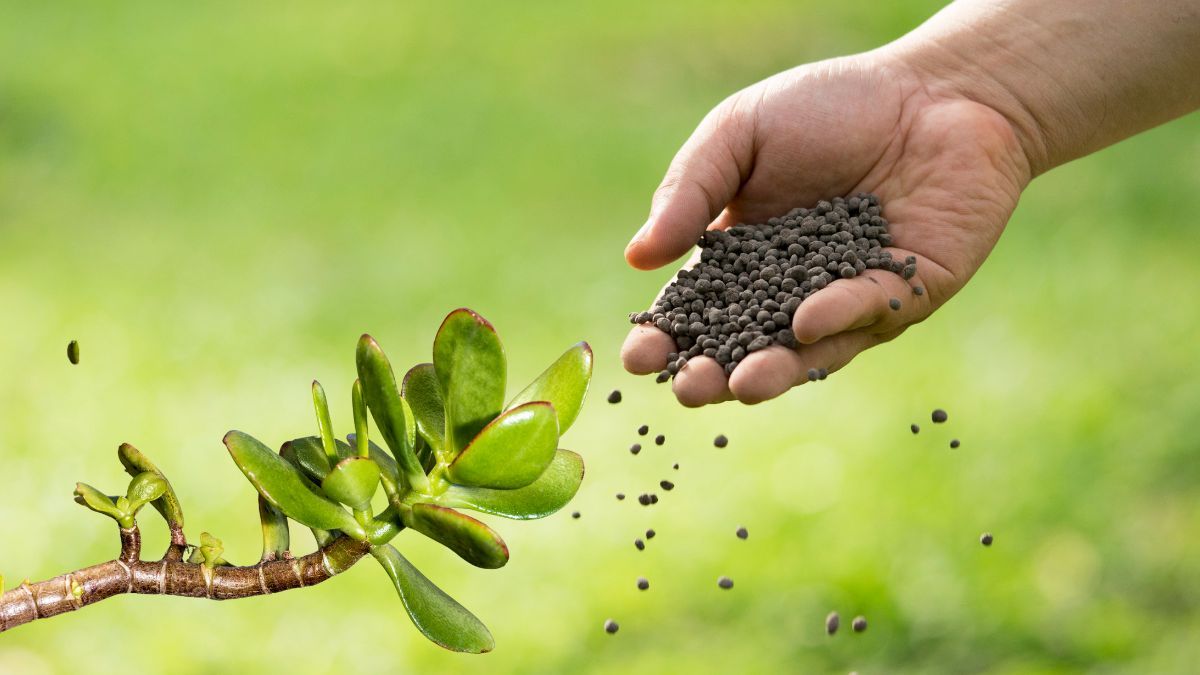 El abono orgánico que hará estallar de flores tu árbol de Jade